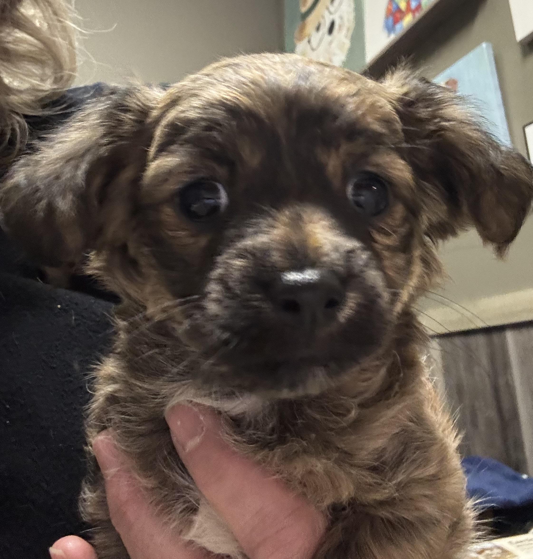 Enlarge Trufflina, a ADOPTABLE Chihuahua in Thousand Oaks, CA image 2/3