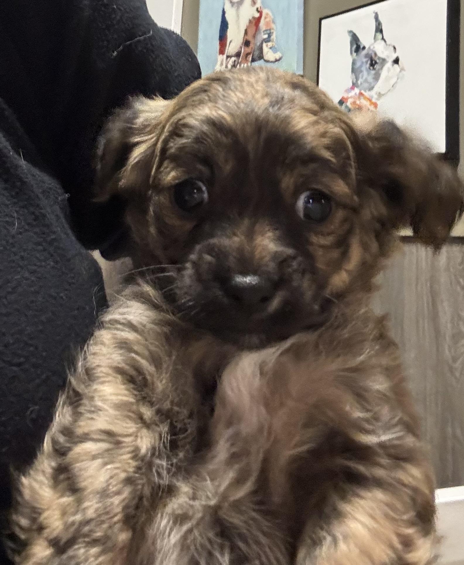 Trufflina, ADOPTABLE, Puppy Female Chihuahua.