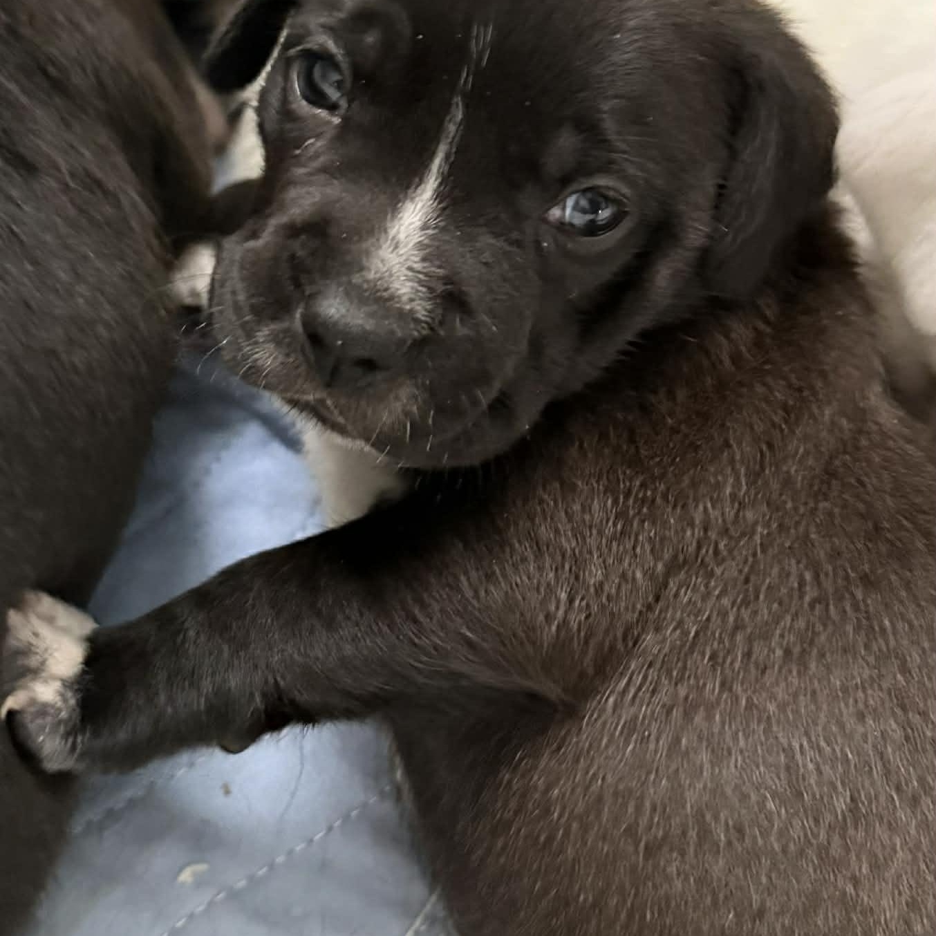 Clover, a ADOPTABLE mixed breed in Joliet, IL image 3/3