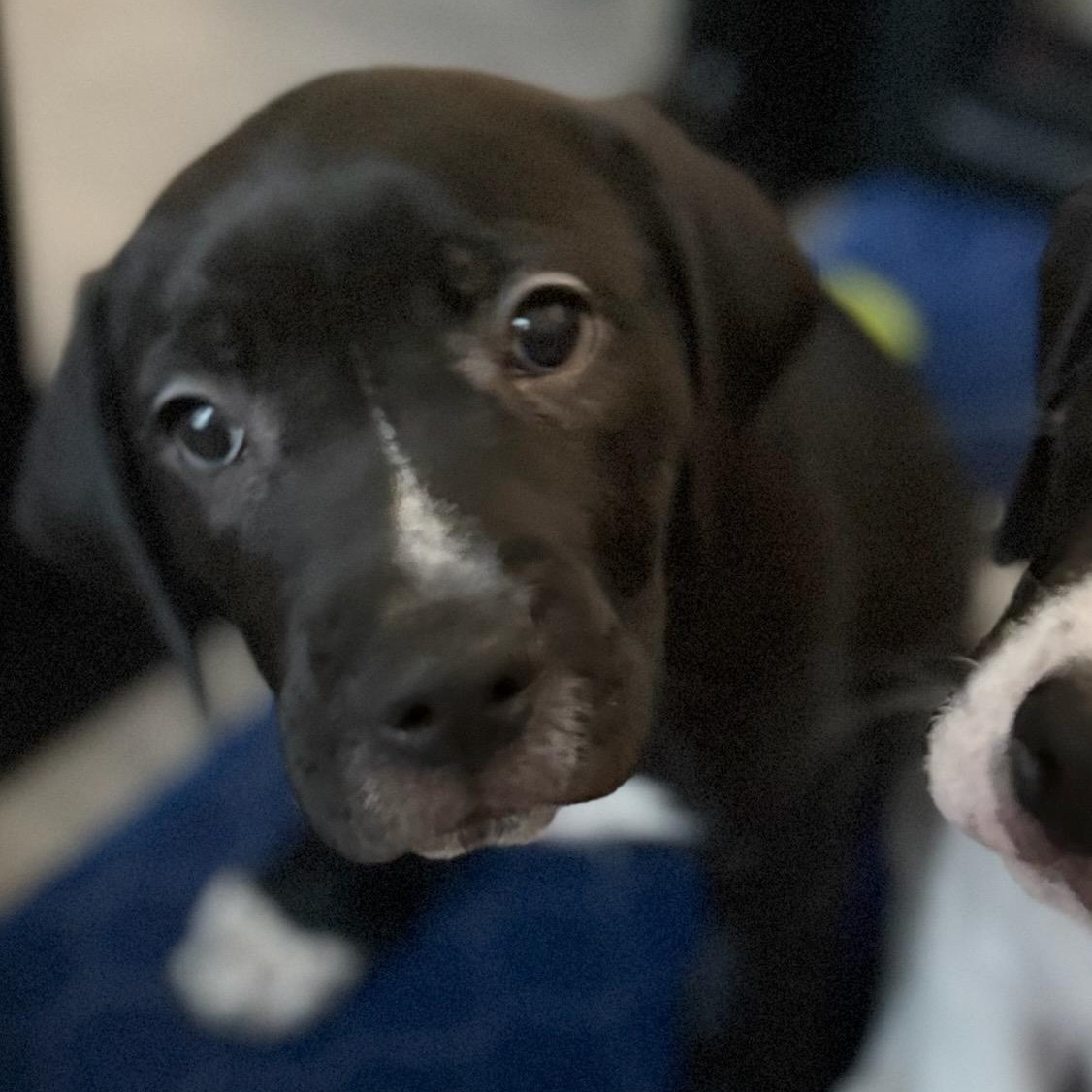 Clover, ADOPTABLE, Puppy Male Pit Bull Terrier.