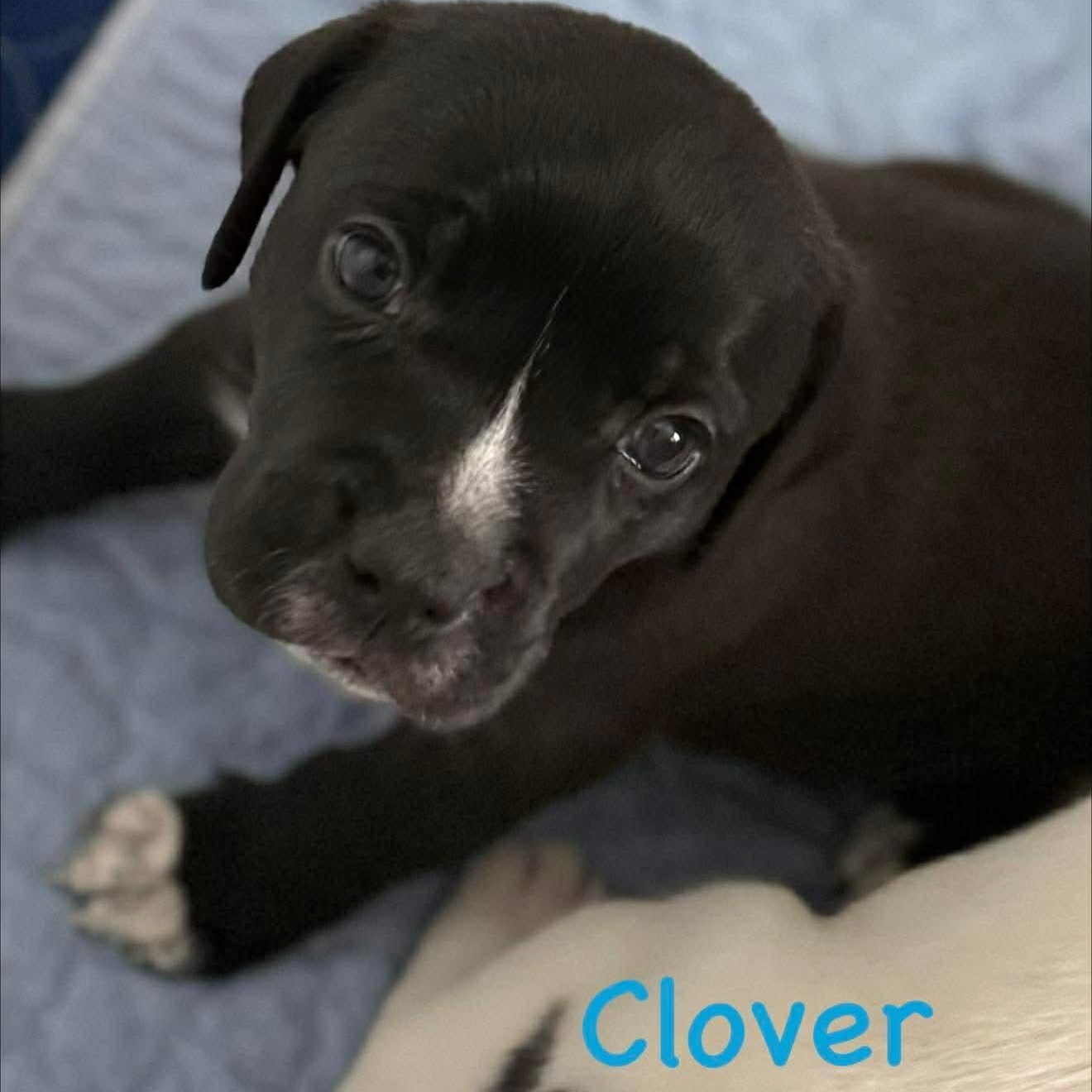 Clover, a ADOPTABLE mixed breed in Joliet, IL image 2/3