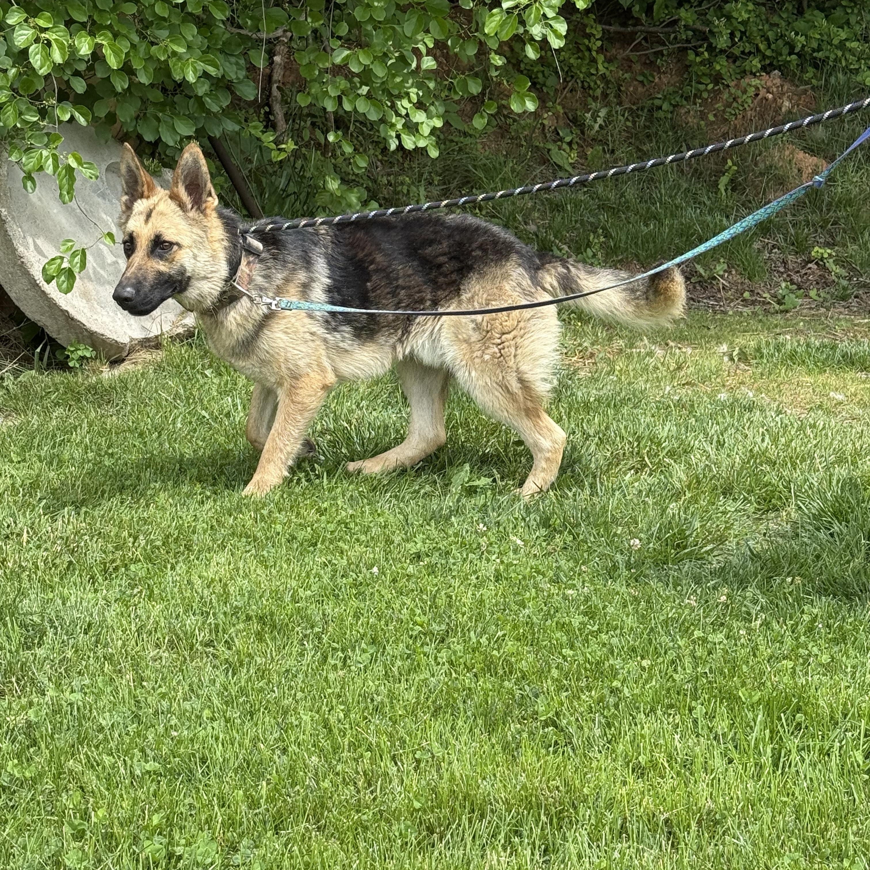 Suki, Adopted, Adult Male German Shepherd Dog.