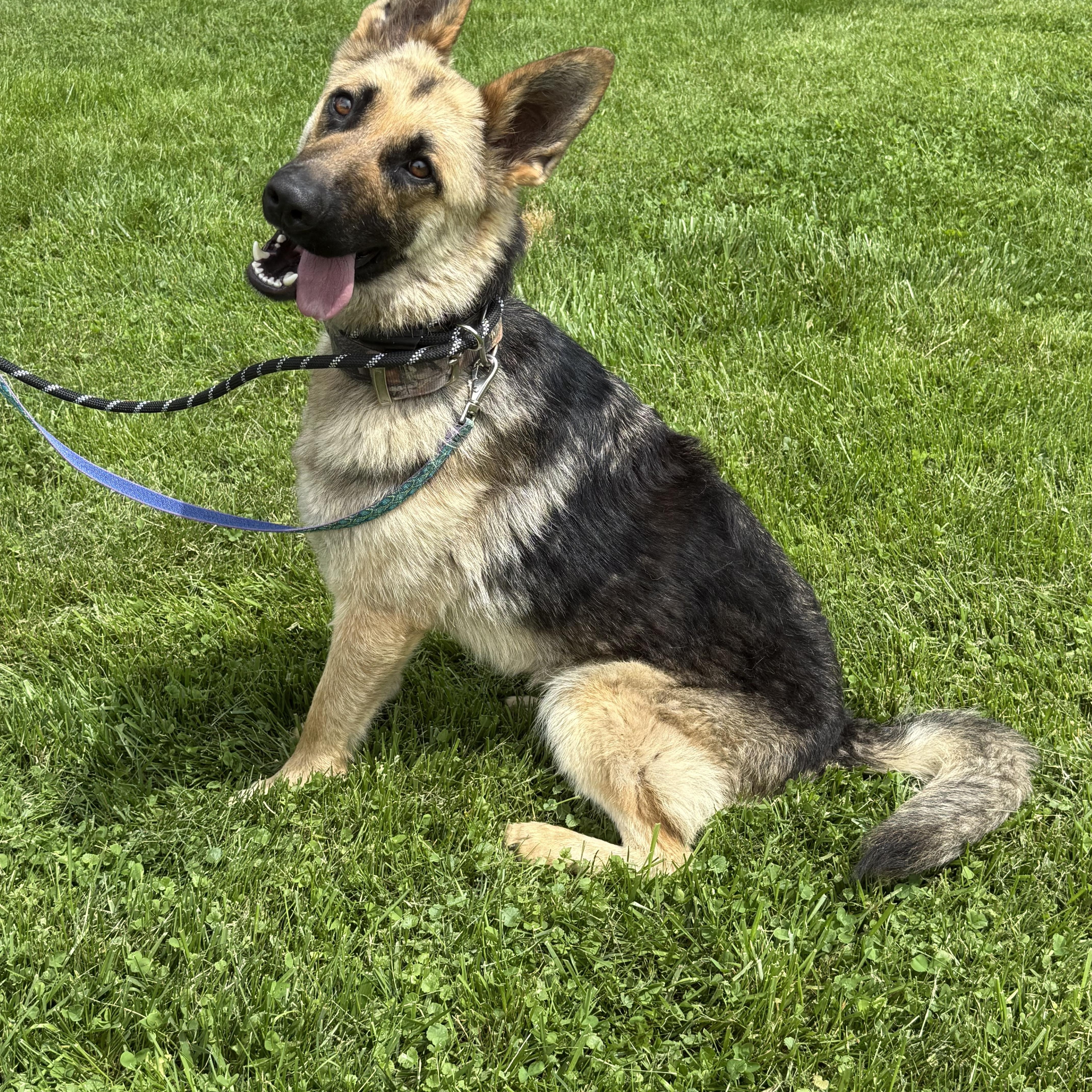 Suki, a Adopted German Shepherd Dog in sparta, NC image 2/3