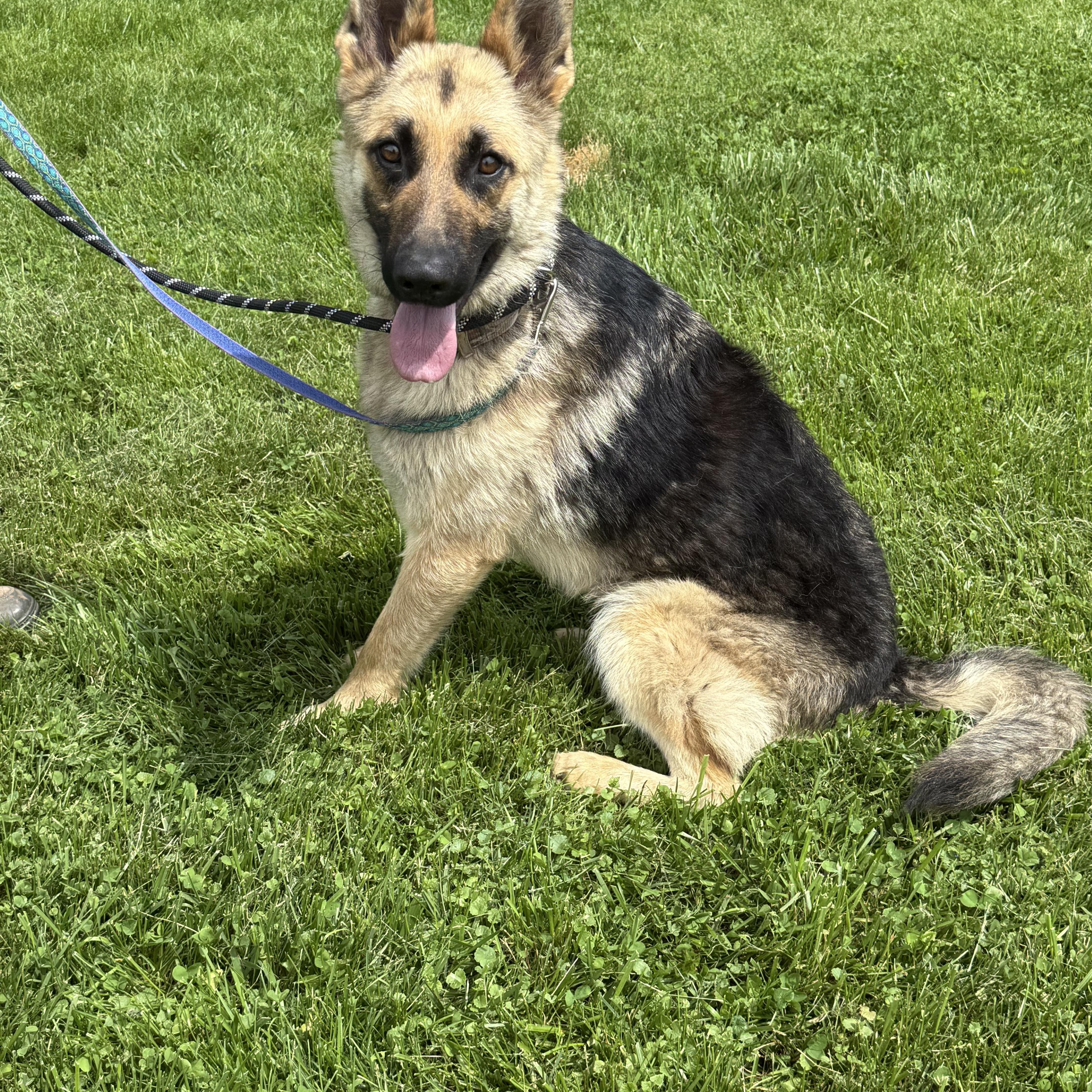 Suki, a Adopted German Shepherd Dog in sparta, NC image 3/3