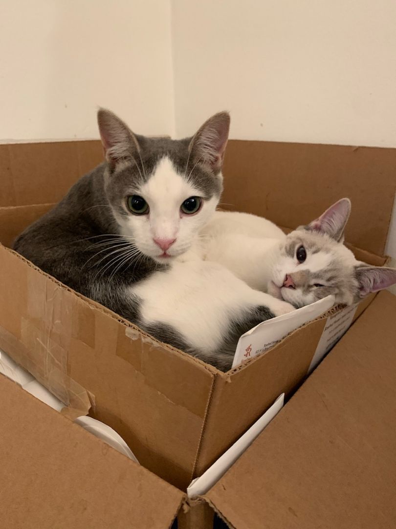 Riff Raff, Adoptable, Adult Male Domestic Short Hair & Tabby.