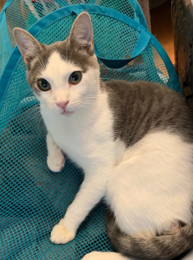 Riff Raff, an adoptable Domestic Short Hair, Tabby in Los Angeles, CA, 90039 | Photo Image 3