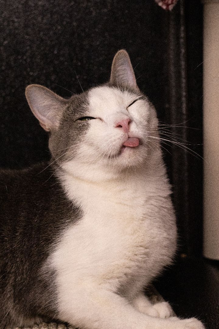 Enlarge Riff Raff, a Adoptable mixed breed in Los Angeles, CA image 3/8