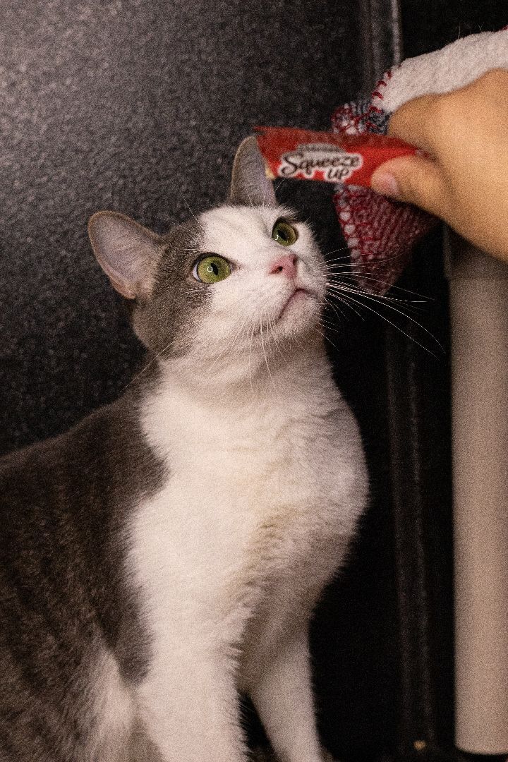 Riff Raff, an adoptable Domestic Short Hair, Tabby in Los Angeles, CA, 90039 | Photo Image 5