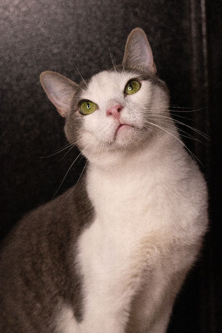 Riff Raff, an adoptable Domestic Short Hair, Tabby in Los Angeles, CA, 90039 | Photo Image 1