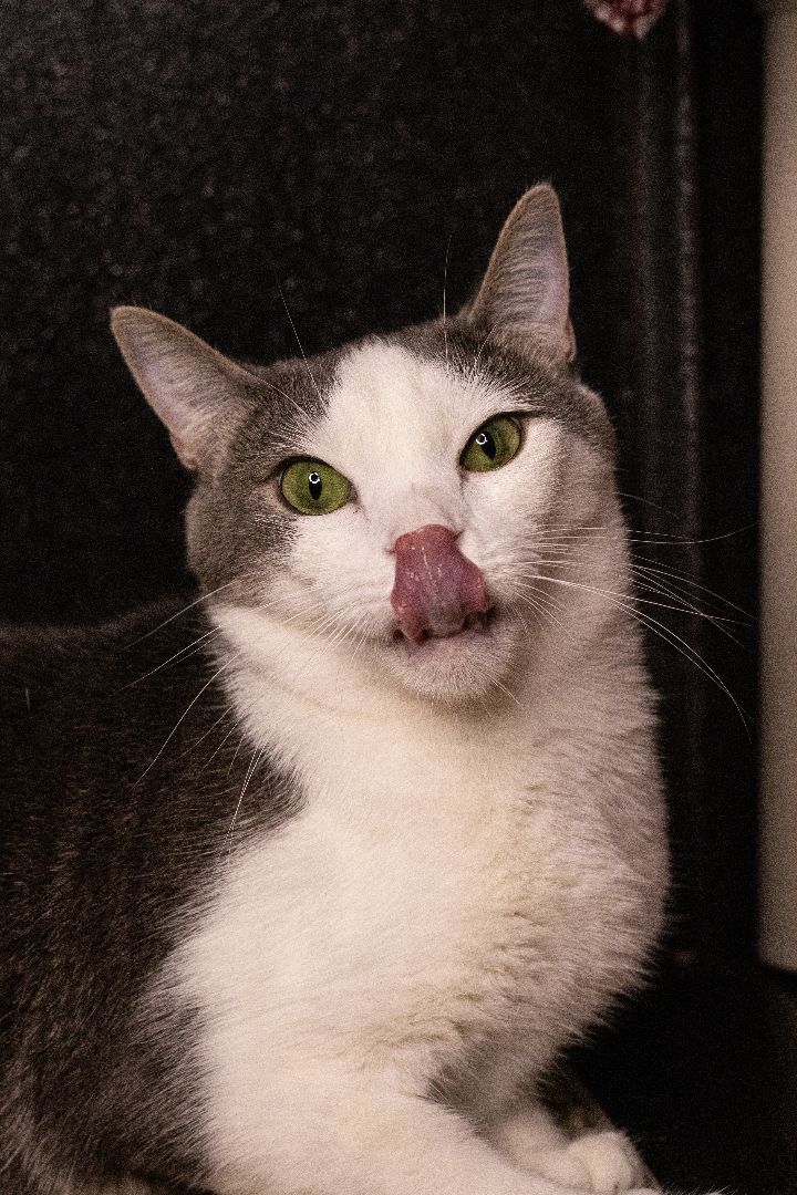 Riff Raff, an adoptable Domestic Short Hair, Tabby in Los Angeles, CA, 90039 | Photo Image 4