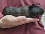 Enlarge Abbott, a Adoptable Guinea Pig in McCook, NE image 3/3
