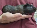 Abbott, Adoptable, Young Male Guinea Pig.