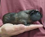 Enlarge Abbott, a Adoptable Guinea Pig in McCook, NE image 2/3