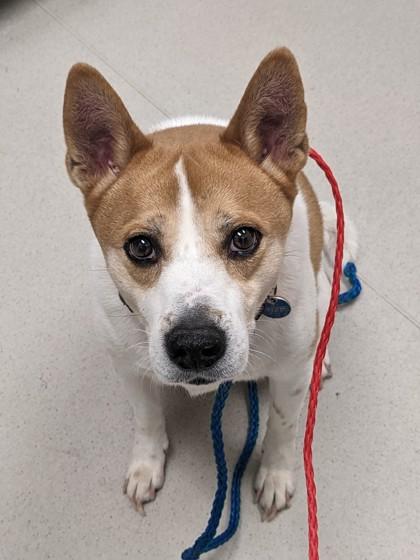 Enlarge Charlie, a Adoptable mixed breed in Cleveland, OH image 1/2