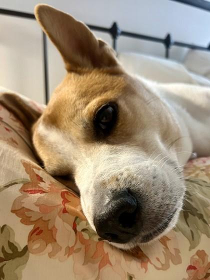 Enlarge Charlie, a Adoptable mixed breed in Cleveland, OH image 2/2