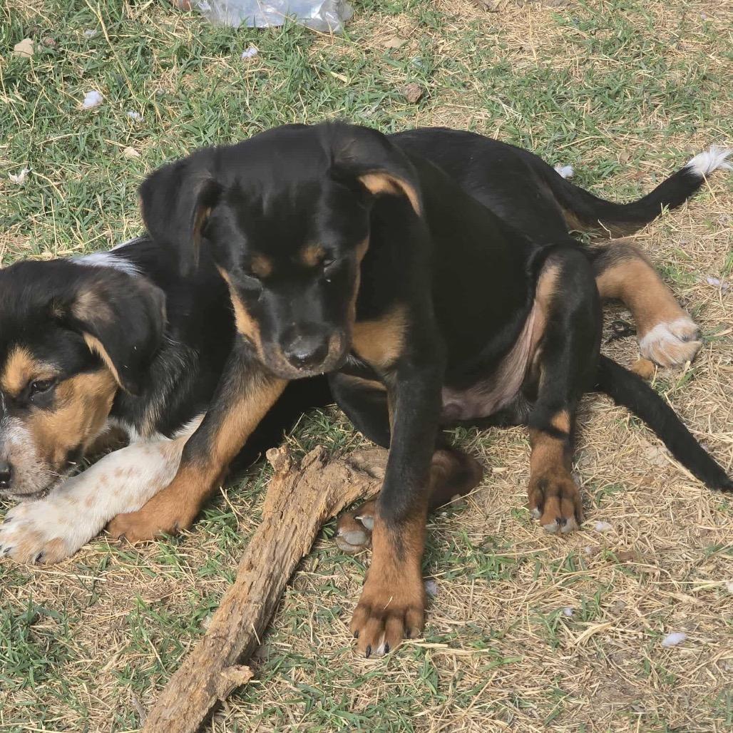 Jester — thumbnail 2