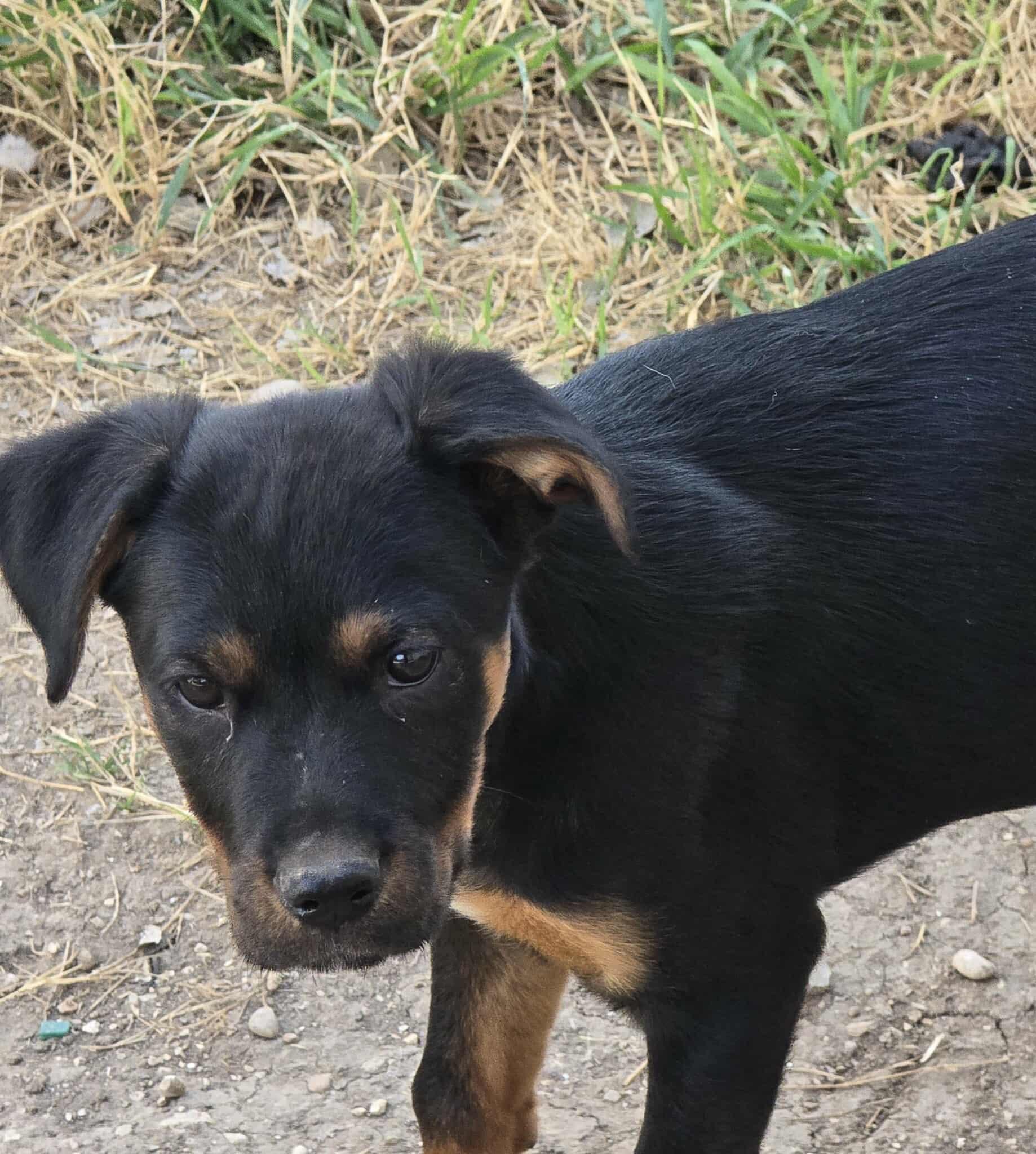 Jester — thumbnail 4