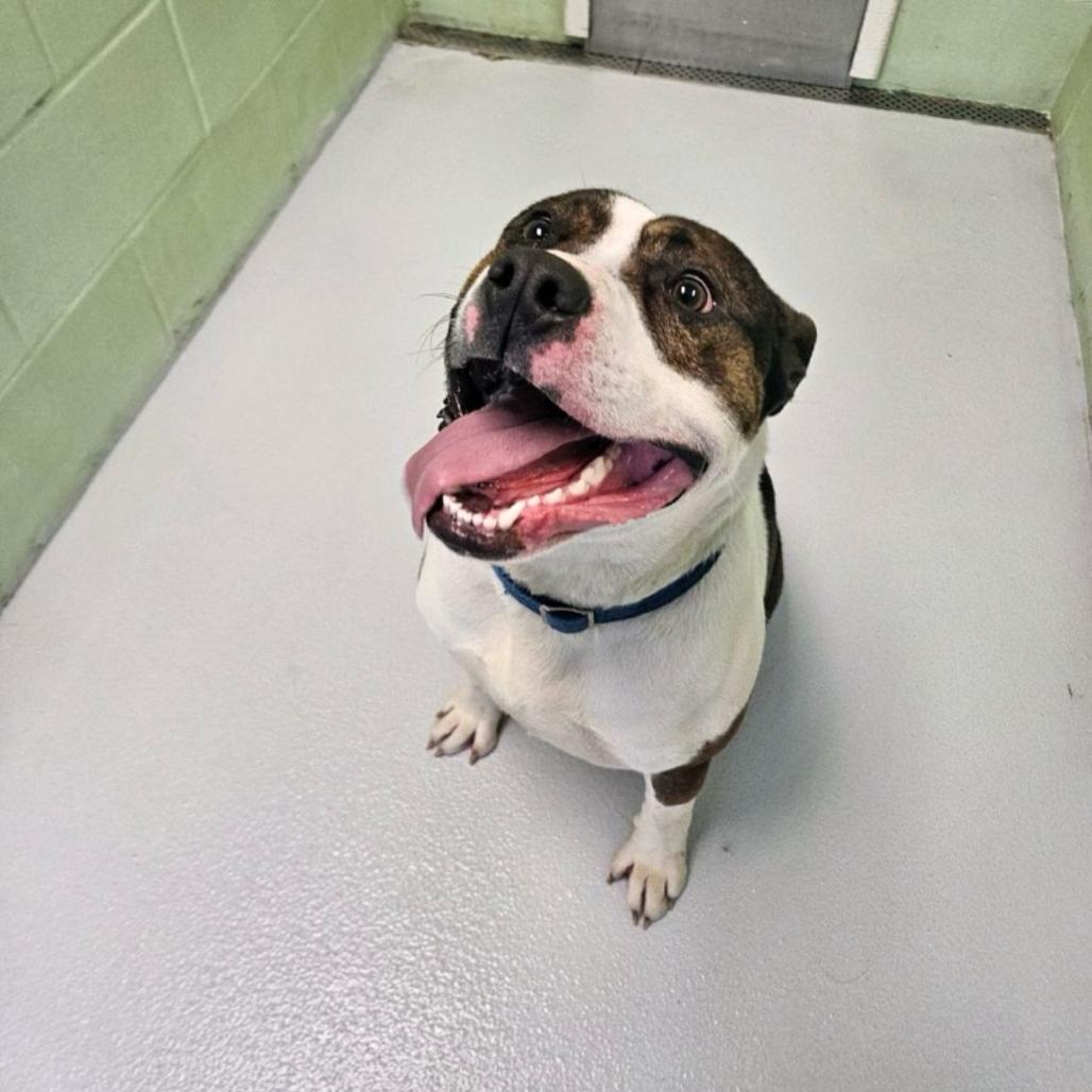 Enlarge Blue, a Adoptable Terrier in Conway, NH image 1/6