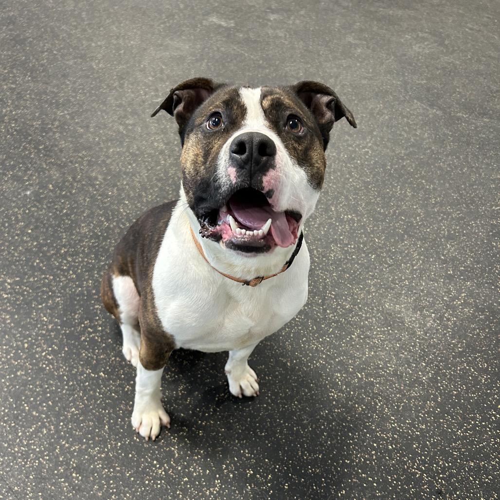 Enlarge Blue, a Adoptable Terrier in Conway, NH image 2/6