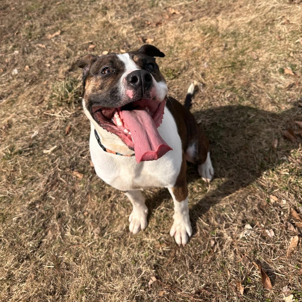 Enlarge Blue, a Adoptable Terrier in Conway, NH image 3/6