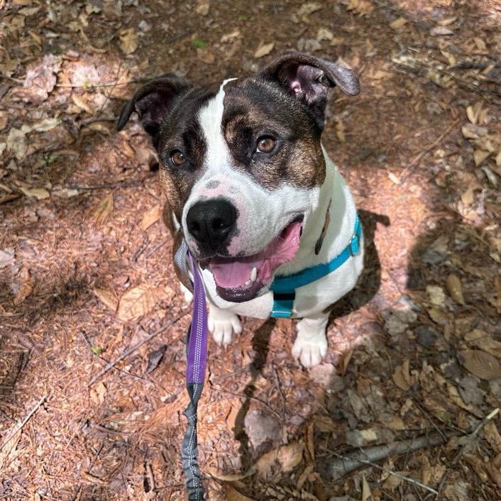 Blue, a Adoptable Terrier in Conway, NH image 3/6