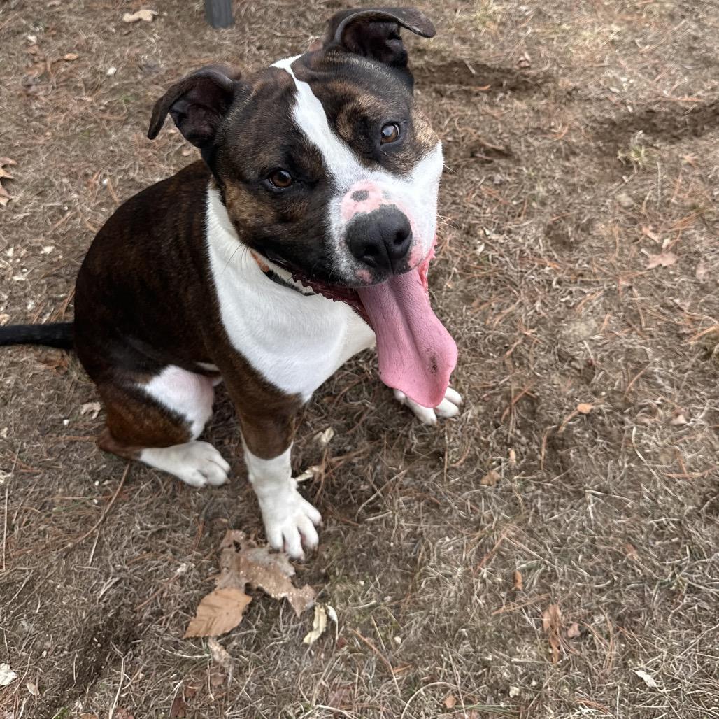 Enlarge Blue, a Adoptable Terrier in Conway, NH image 4/6