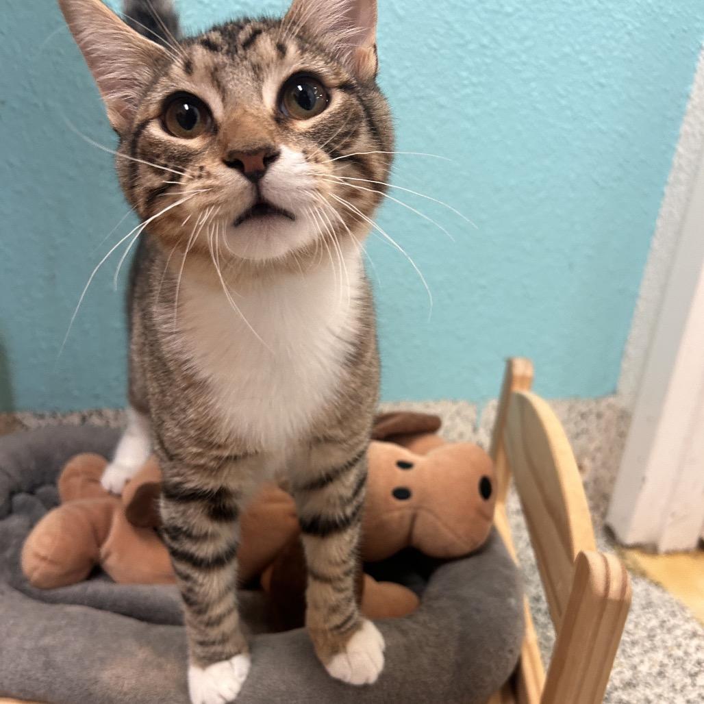 Scooby-doo, Adoptable, Young Male Domestic Short Hair.