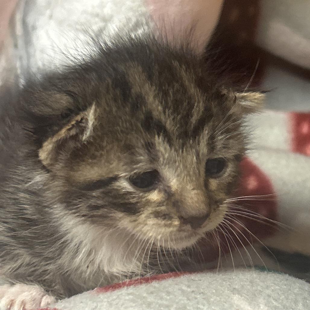 Enlarge Scooby-doo, a Adoptable Domestic Short Hair in Fresno, CA image 2/4