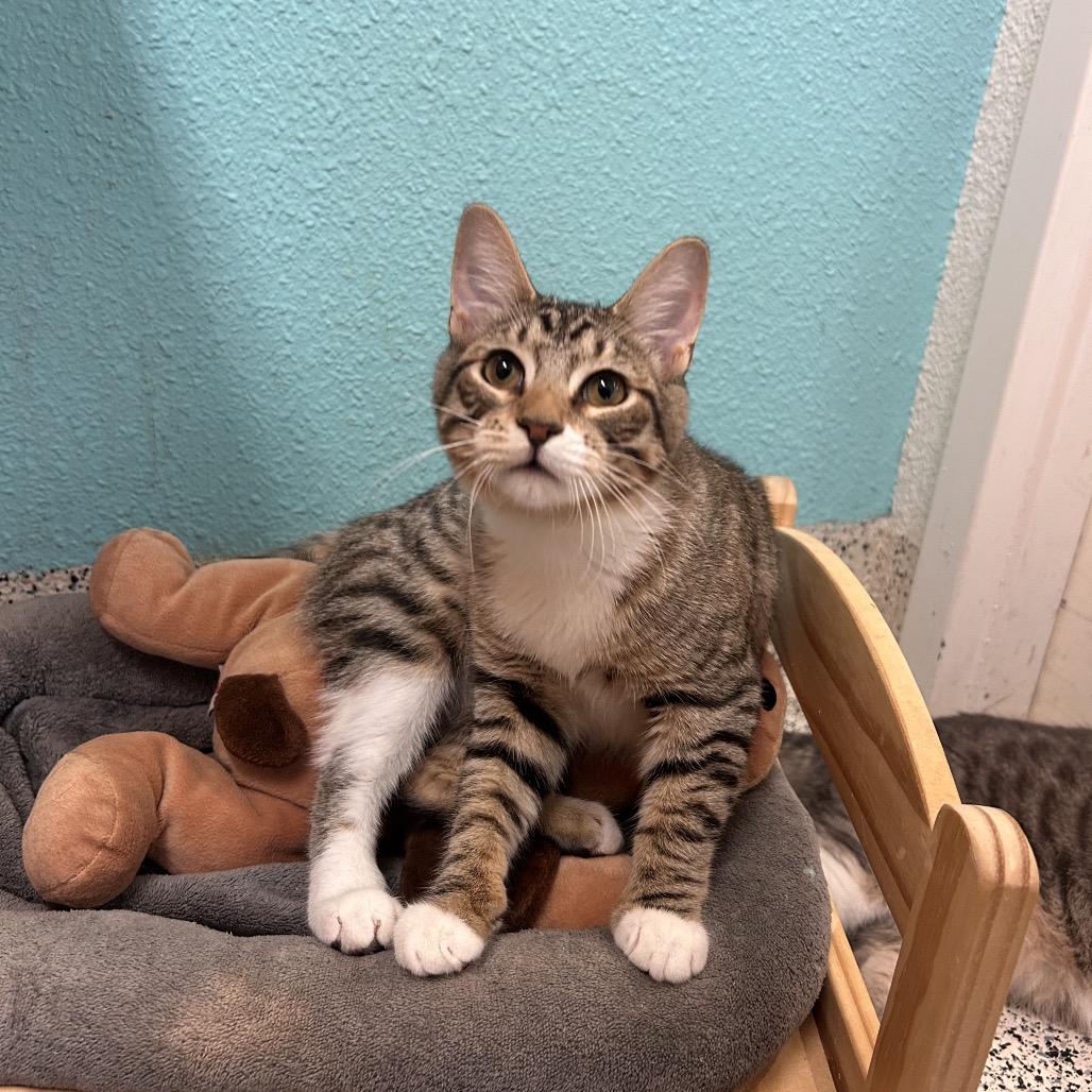 Enlarge Scooby-doo, a Adoptable Domestic Short Hair in Fresno, CA image 3/4