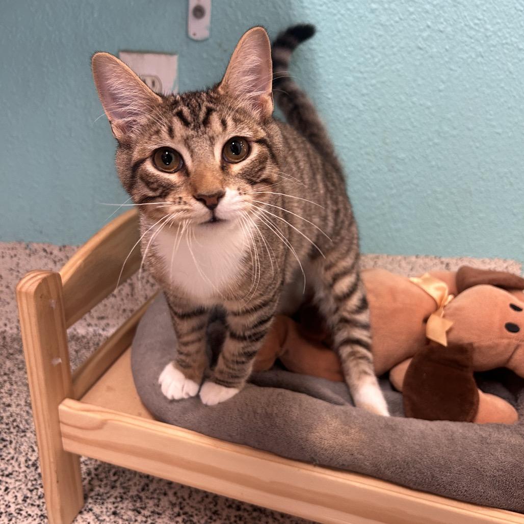 Enlarge Scooby-doo, a Adoptable Domestic Short Hair in Fresno, CA image 4/4