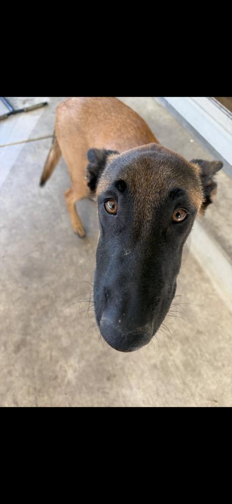 A.Venice, Adoptable, Puppy Male Belgian Shepherd / Malinois.