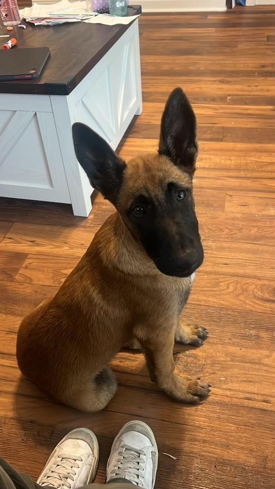 Enlarge A.Venice, a Adoptable Belgian Shepherd / Malinois in Pasadena, CA image 2/6