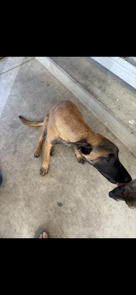 Enlarge A.Venice, a Adoptable Belgian Shepherd / Malinois in Pasadena, CA image 3/6
