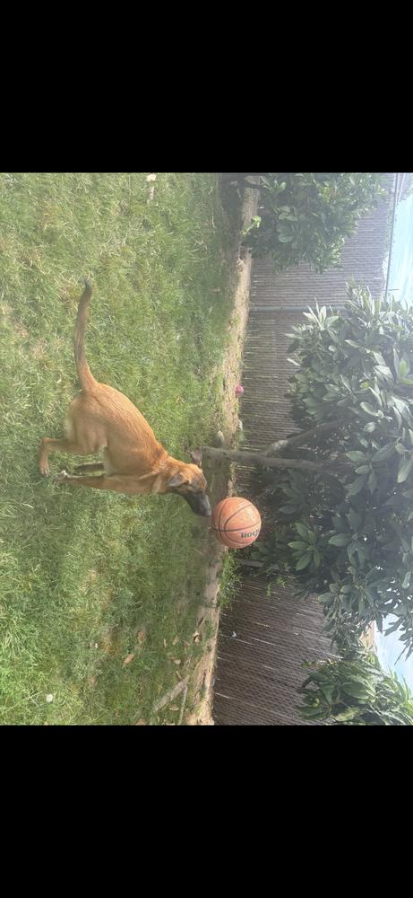 Enlarge A.Venice, a Adoptable Belgian Shepherd / Malinois in Pasadena, CA image 4/6