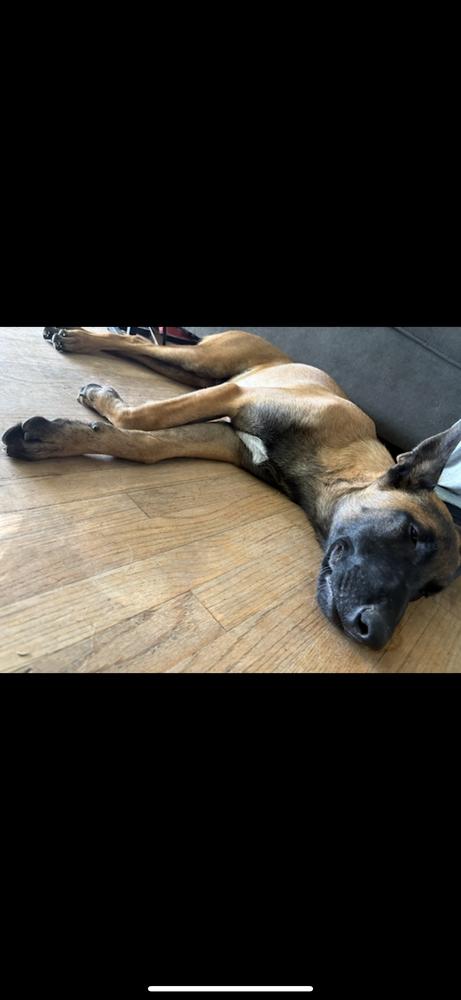 Enlarge A.Venice, a Adoptable Belgian Shepherd / Malinois in Pasadena, CA image 5/6
