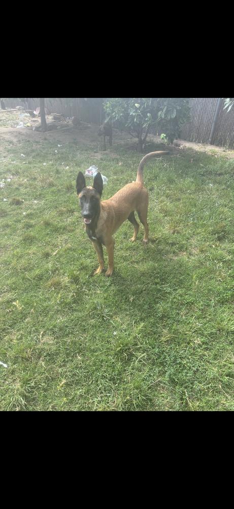 Enlarge A.Venice, a Adoptable Belgian Shepherd / Malinois in Pasadena, CA image 6/6