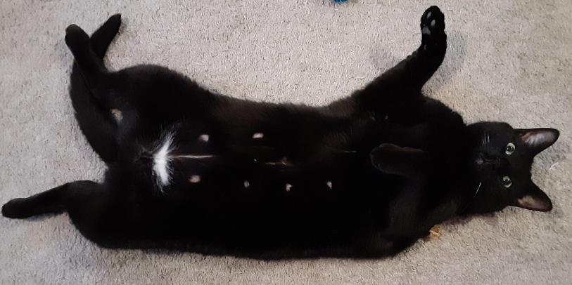 Enlarge Navin, a Adoptable Domestic Short Hair in Roseville, MN image 3/5