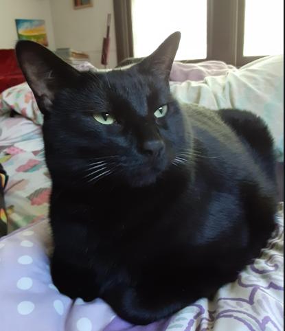 Navin, Adoptable, Adult Male Domestic Short Hair.