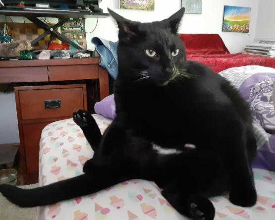 Enlarge Navin, a Adoptable Domestic Short Hair in Roseville, MN image 5/5