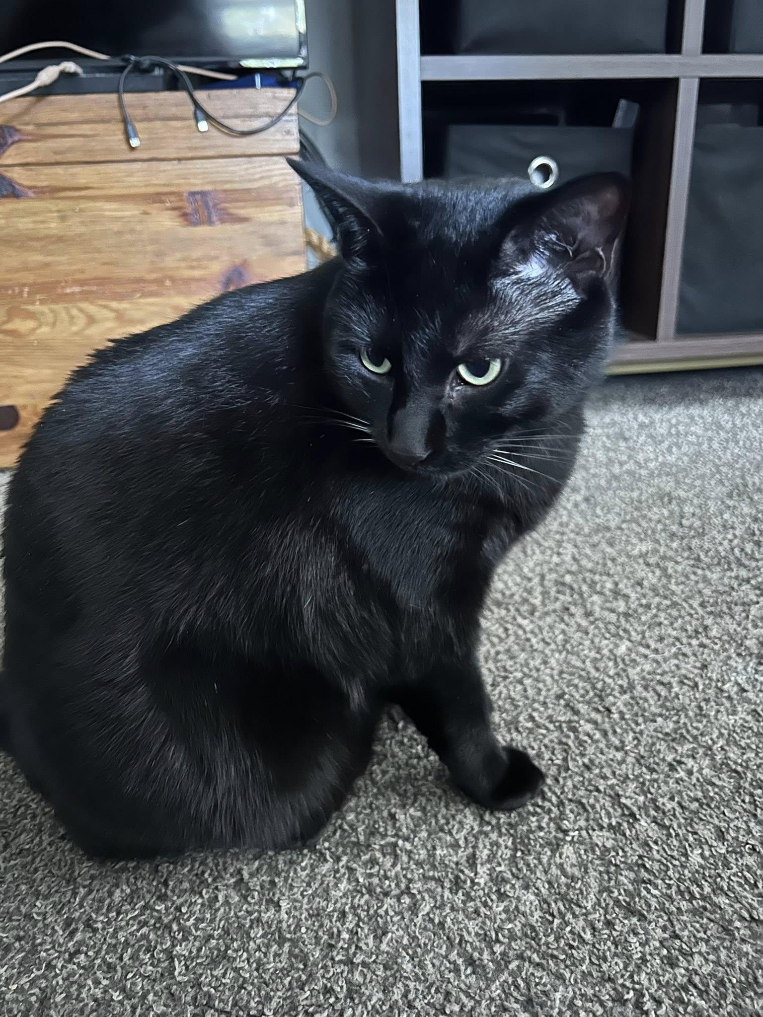 Enlarge Navin, a Adoptable Domestic Short Hair in Roseville, MN image 2/5