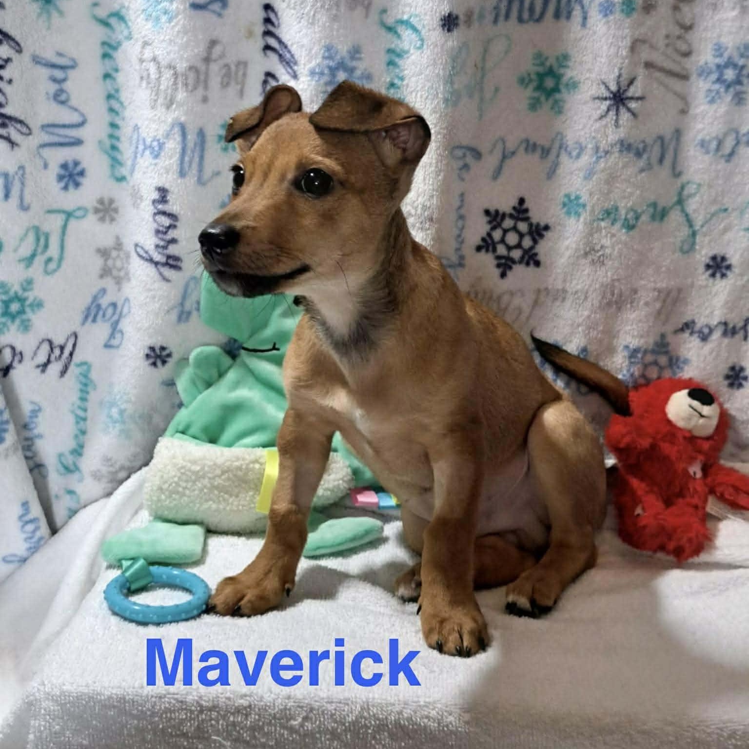 Enlarge MAV, an adopted mixed breed in Madisonville, LA image 2/3