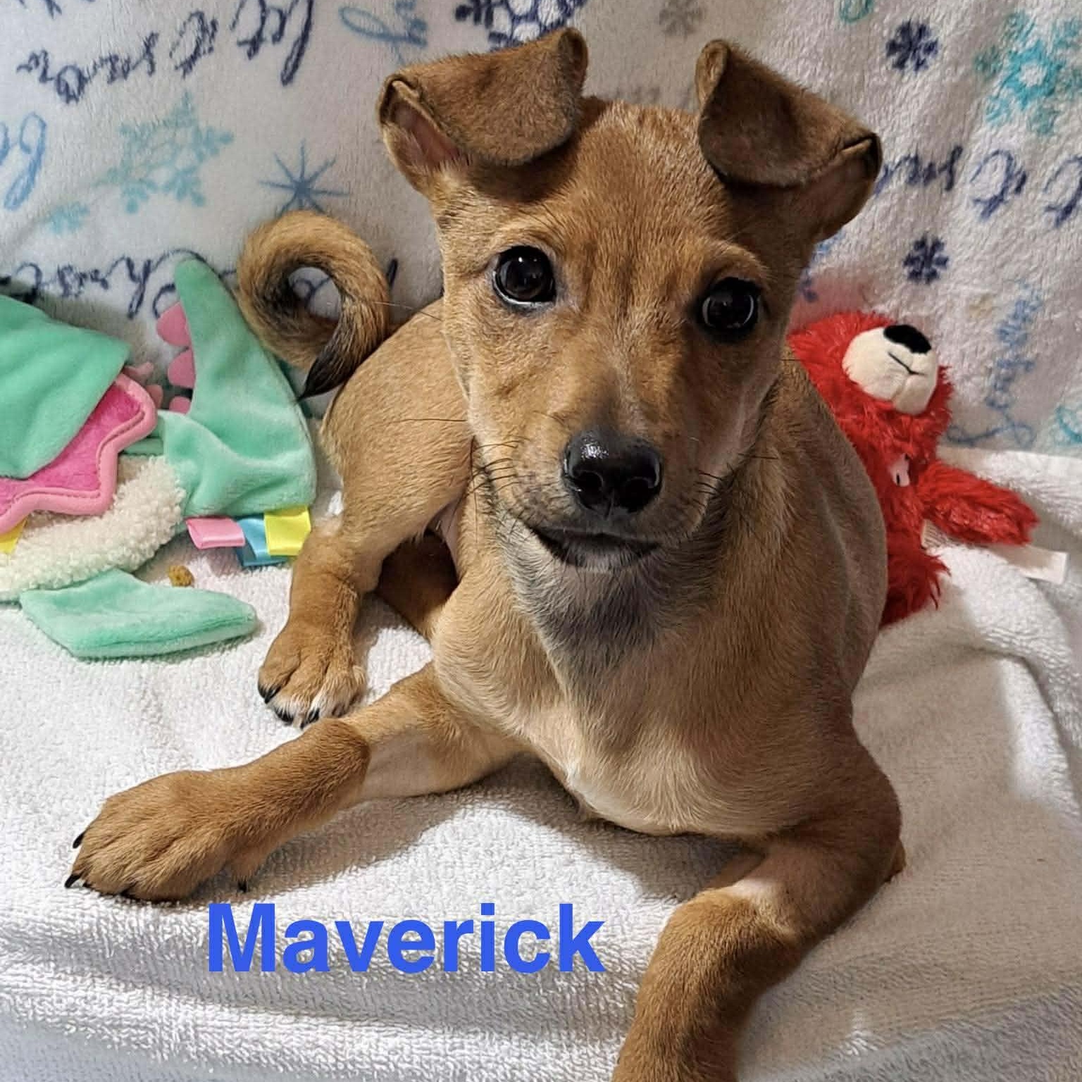 Enlarge MAV, an adopted mixed breed in Madisonville, LA image 1/3