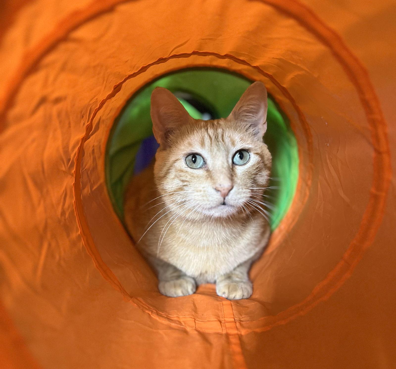 Enlarge clem, a Adoptable mixed breed in San Jose, CA image 1/3