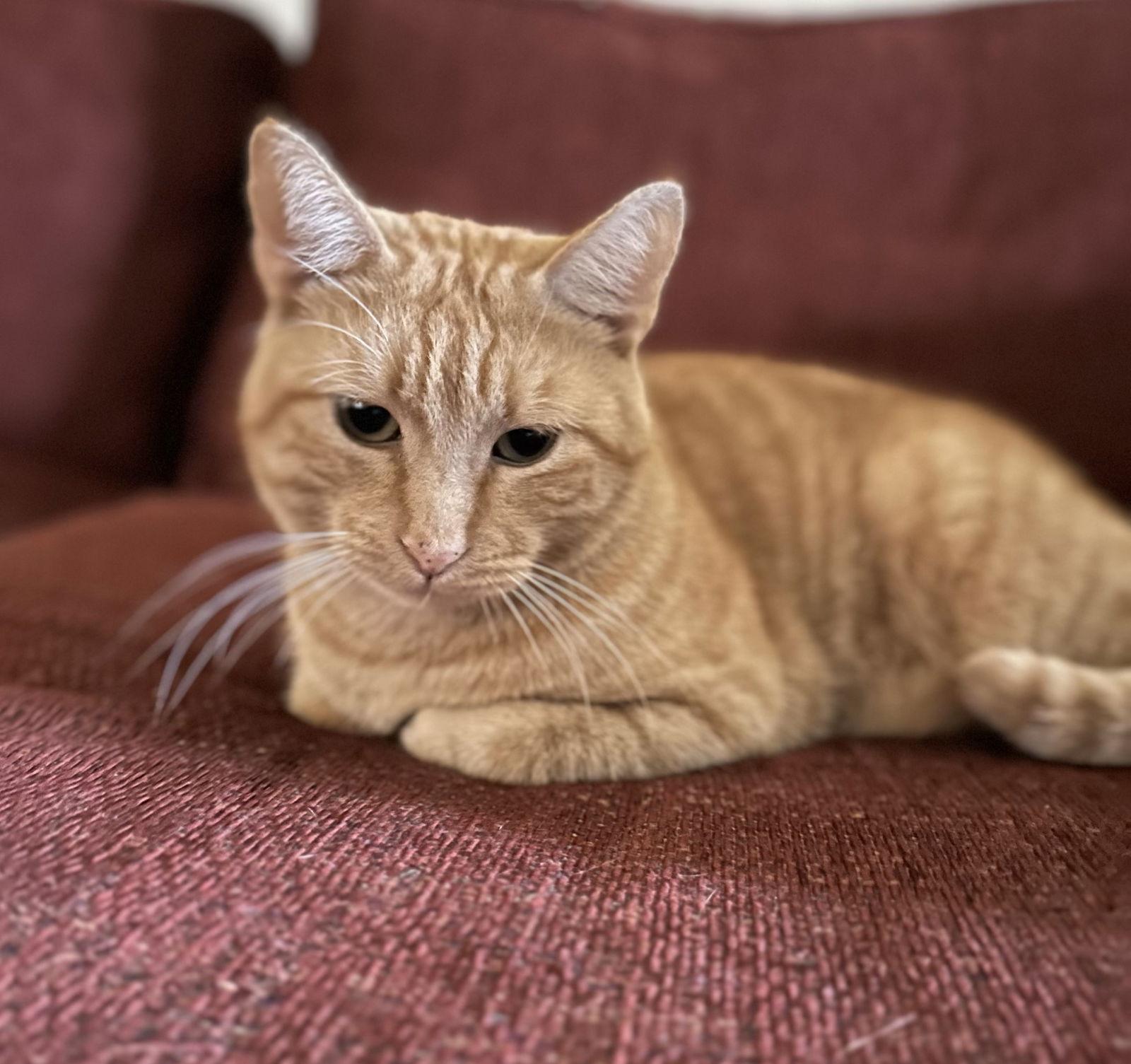 Enlarge clem, a Adoptable mixed breed in San Jose, CA image 2/3