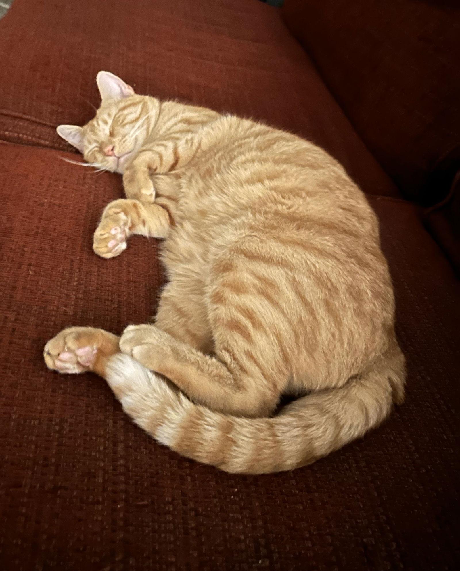 Enlarge clem, a Adoptable mixed breed in San Jose, CA image 3/3