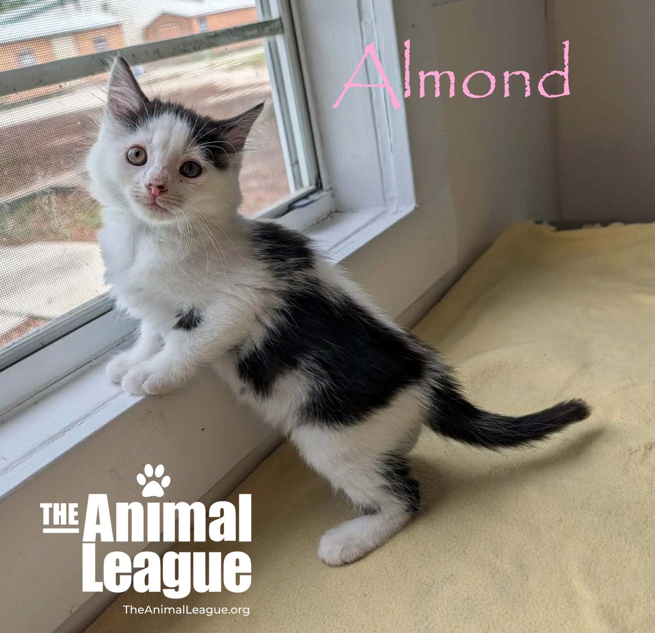 Almond, a ADOPTABLE Domestic Medium Hair in Groveland, FL image 4/5