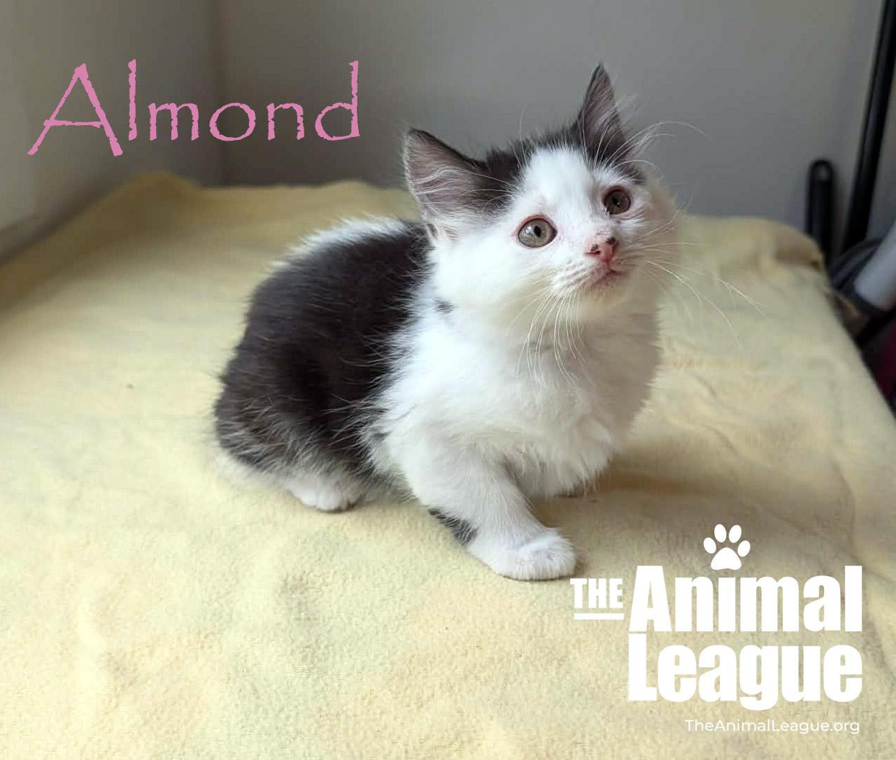 Almond, a ADOPTABLE Domestic Medium Hair in Groveland, FL image 5/5