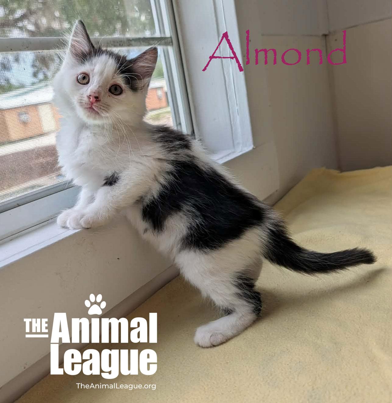 Almond, ADOPTABLE, Kitten Female Domestic Medium Hair.