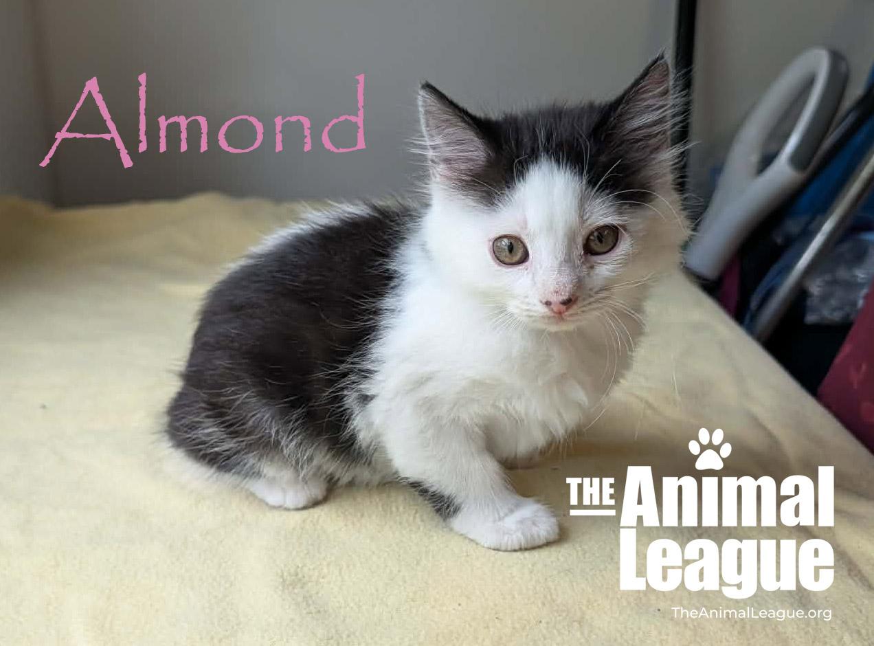 Almond, a ADOPTABLE Domestic Medium Hair in Groveland, FL image 2/5