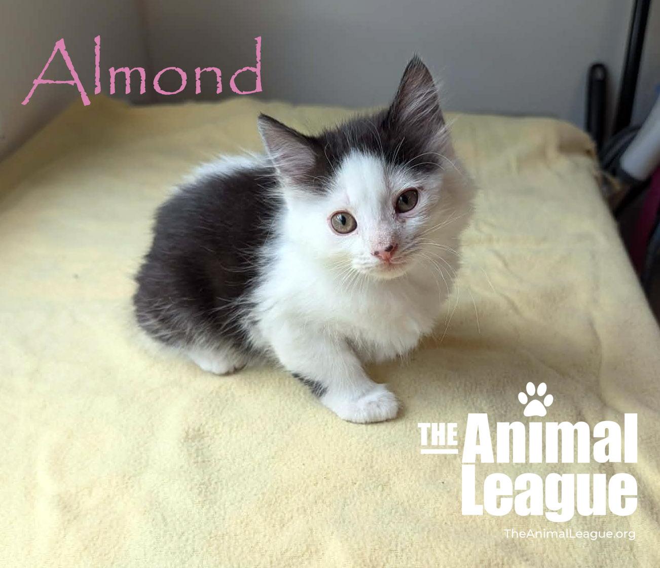 Almond, a ADOPTABLE Domestic Medium Hair in Groveland, FL image 3/5